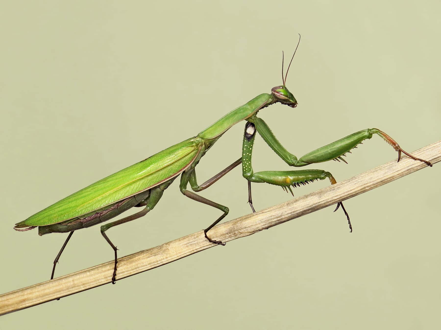 The European mantis (Mantis religiosa)