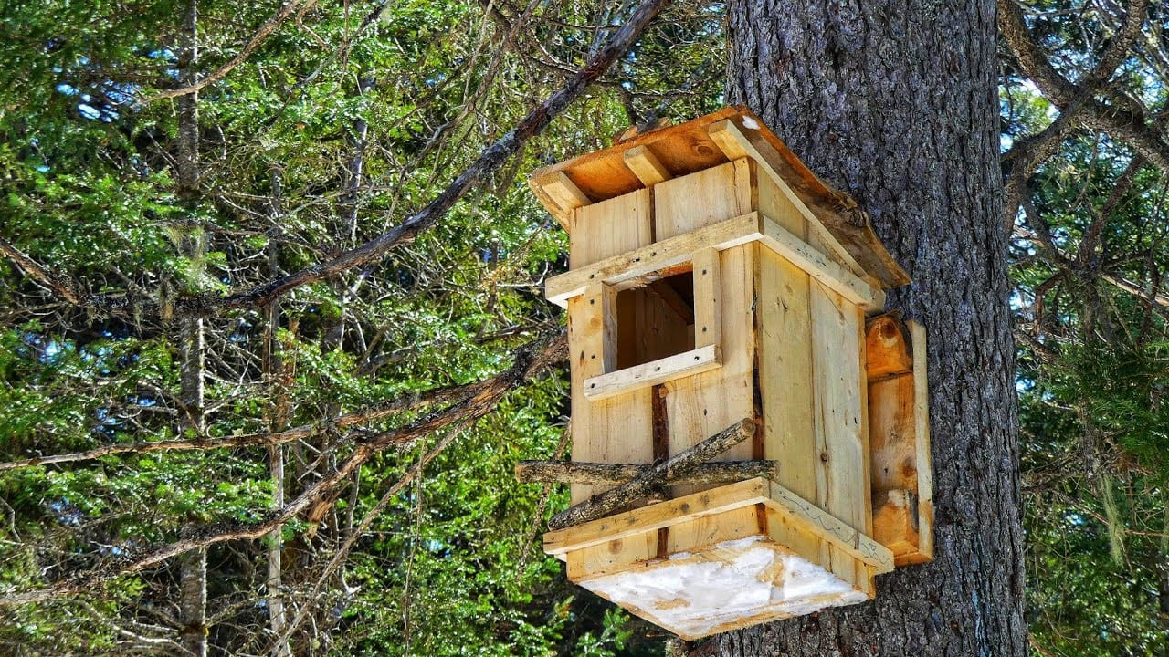 Barred Owl box