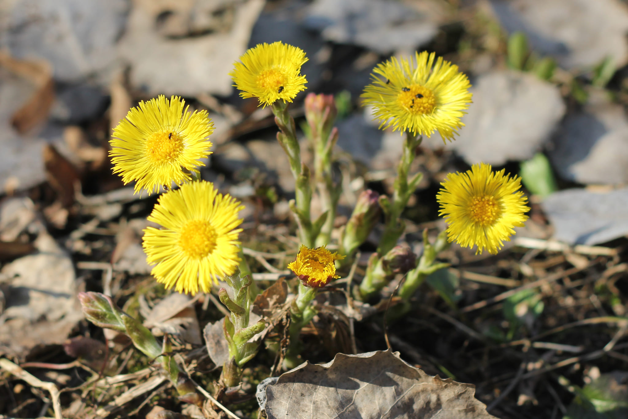 Coltsfoot (Tussilago farfara)