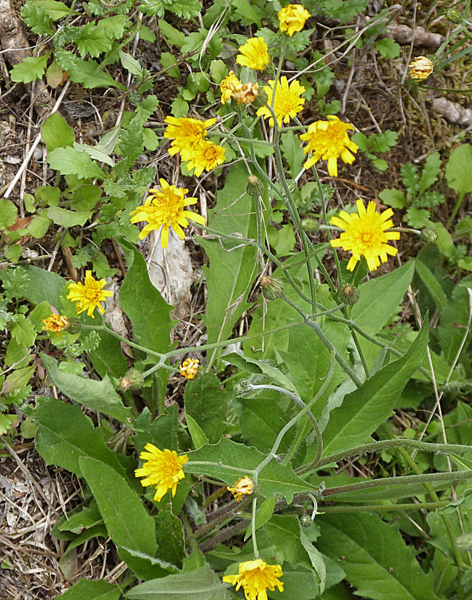 Hawkweeds