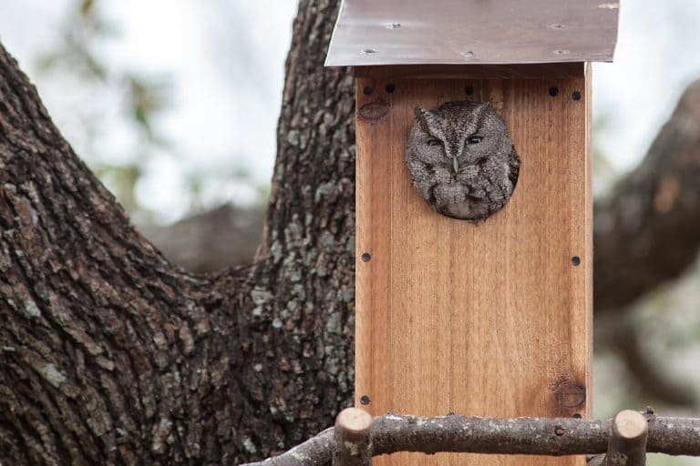 Nest Box for For Screech Owls
