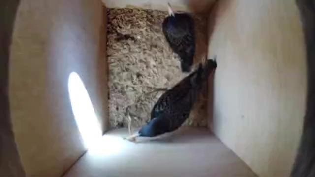 Starlings in owl box