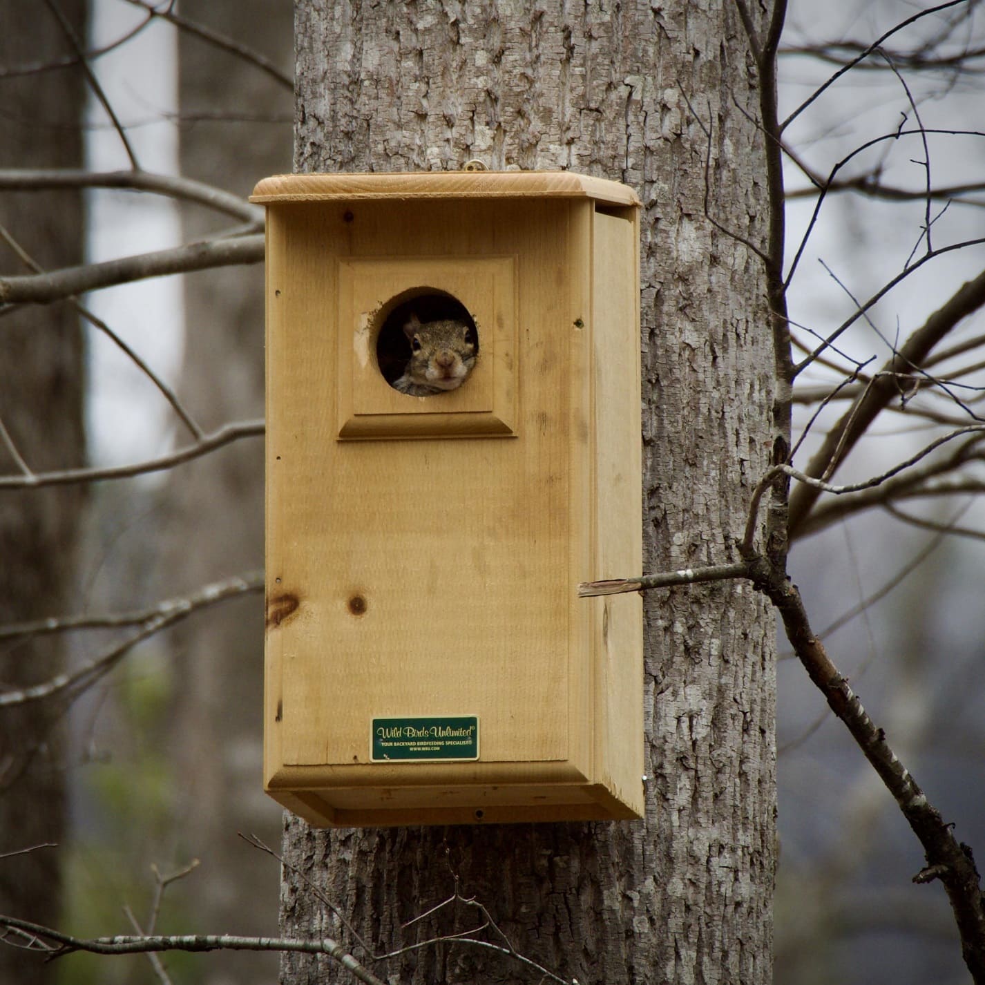 The Squirrel in owl box