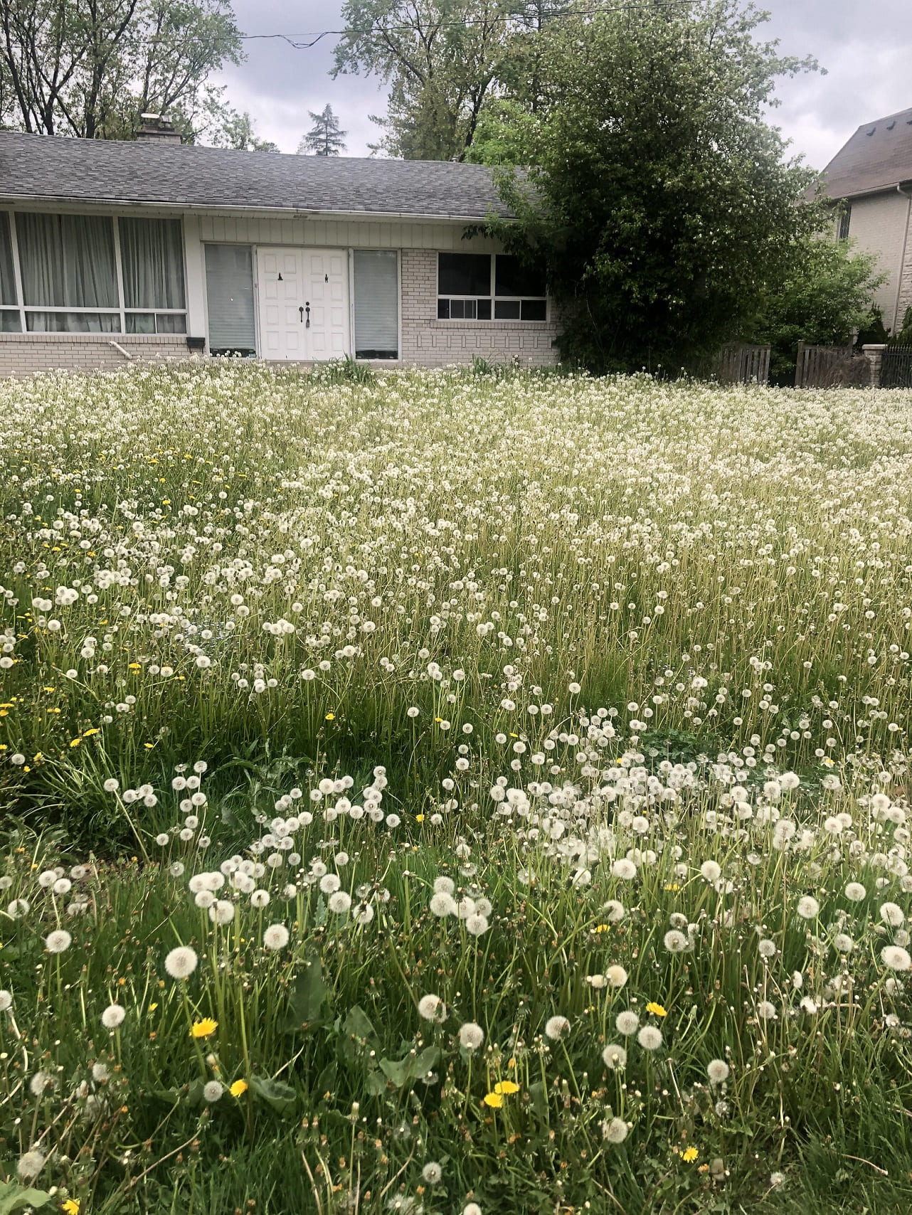 a lawn covered in dandelion puffballs