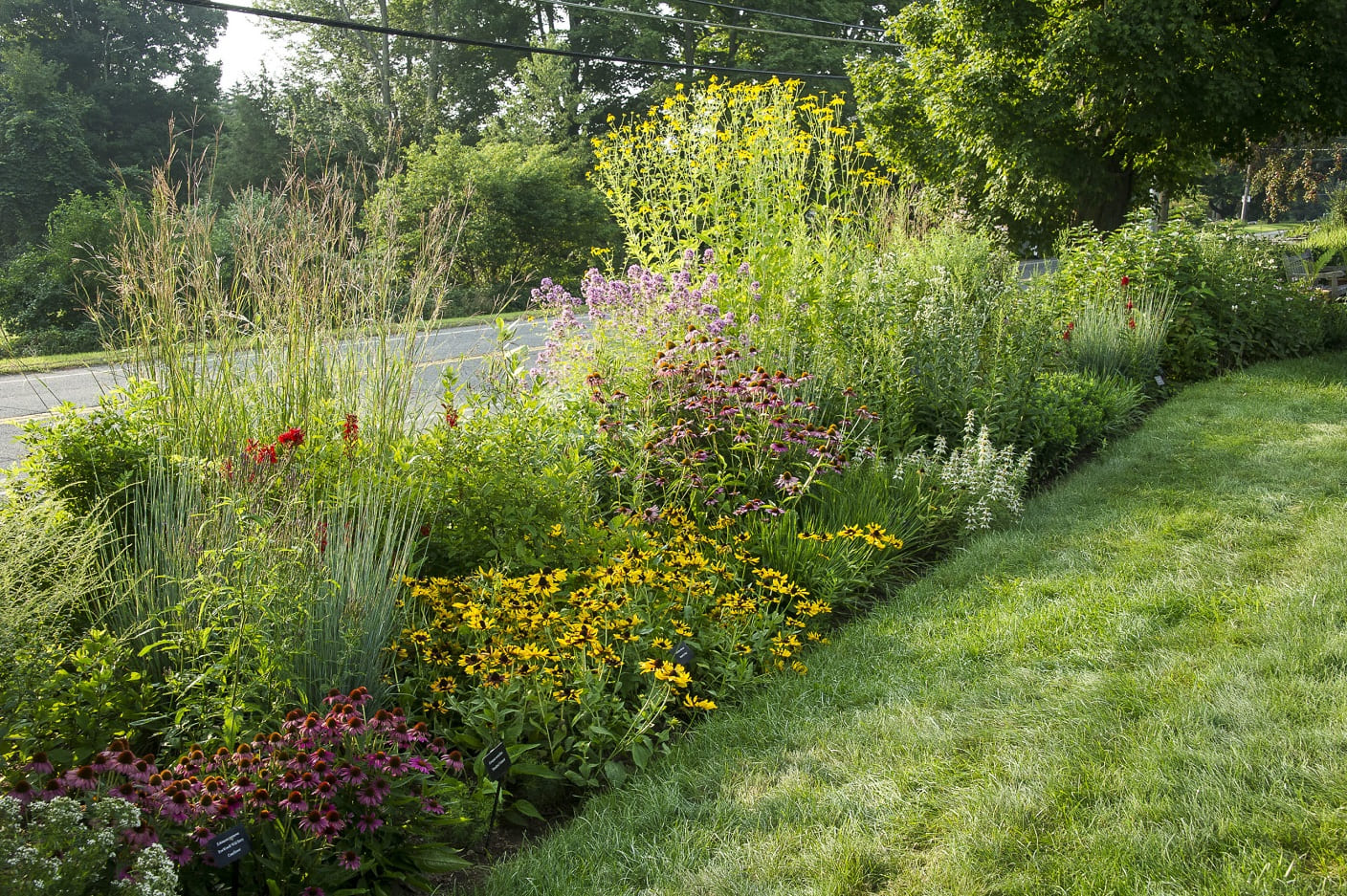 native plant border