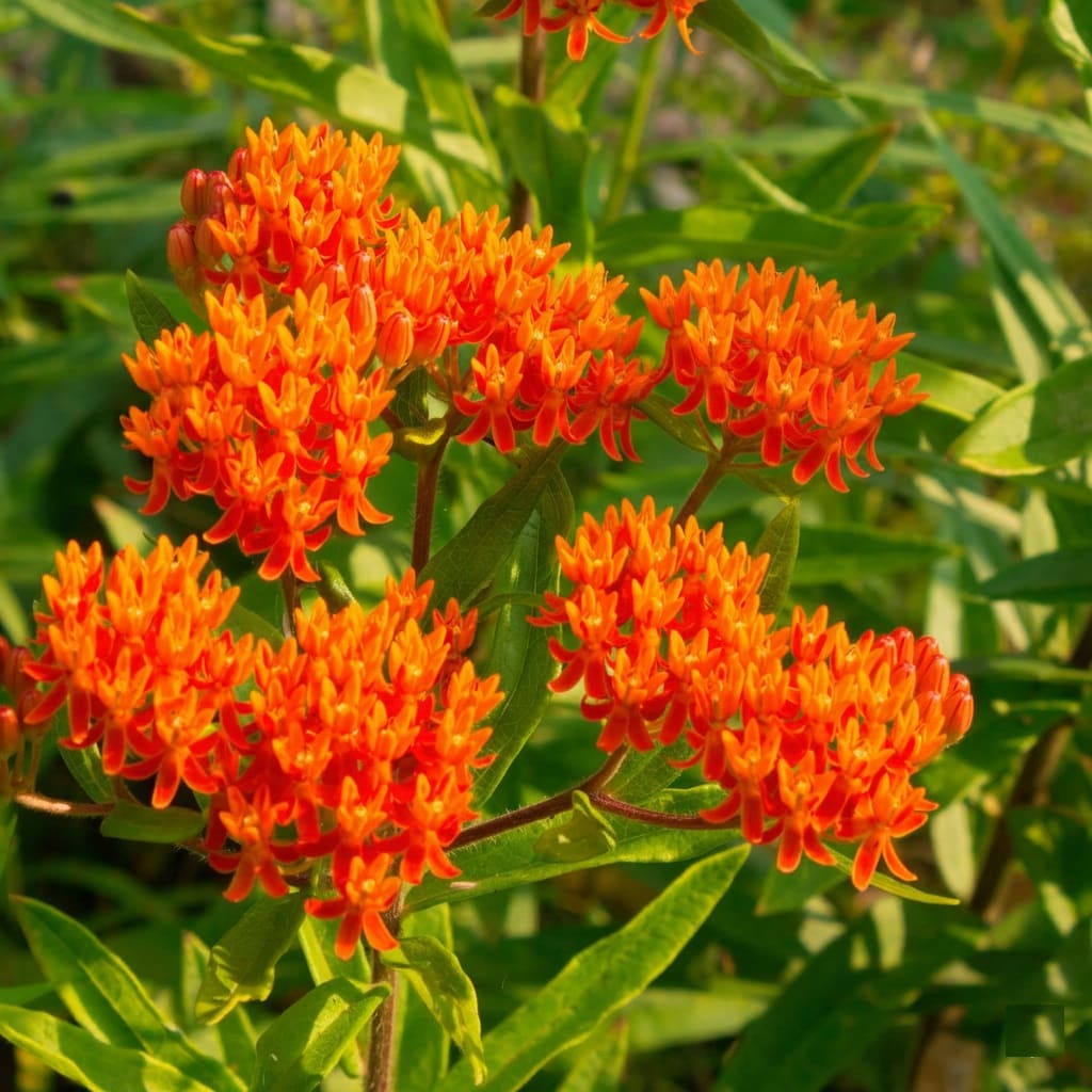 Butterfly Weed (Asclepias tuberosa)