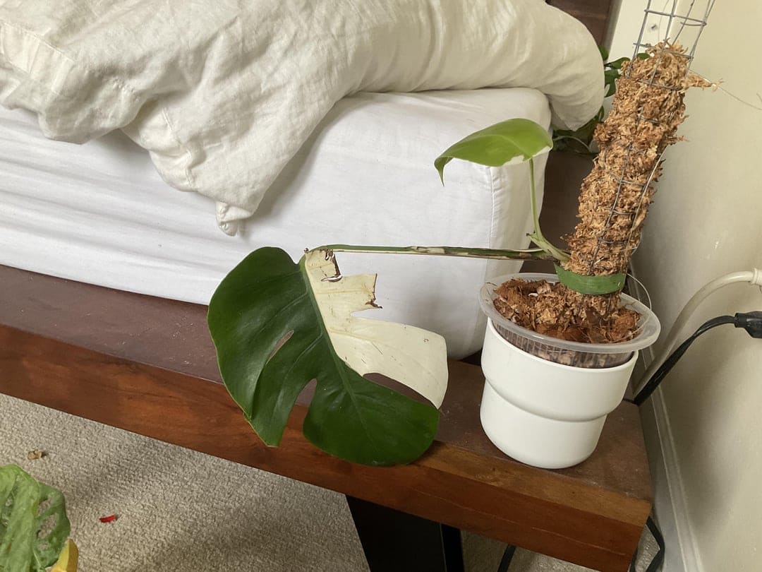 Loss of Variegation on Monstera Standleyana