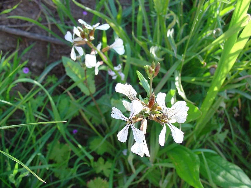 Arugula Flowers (Eruca sativa)