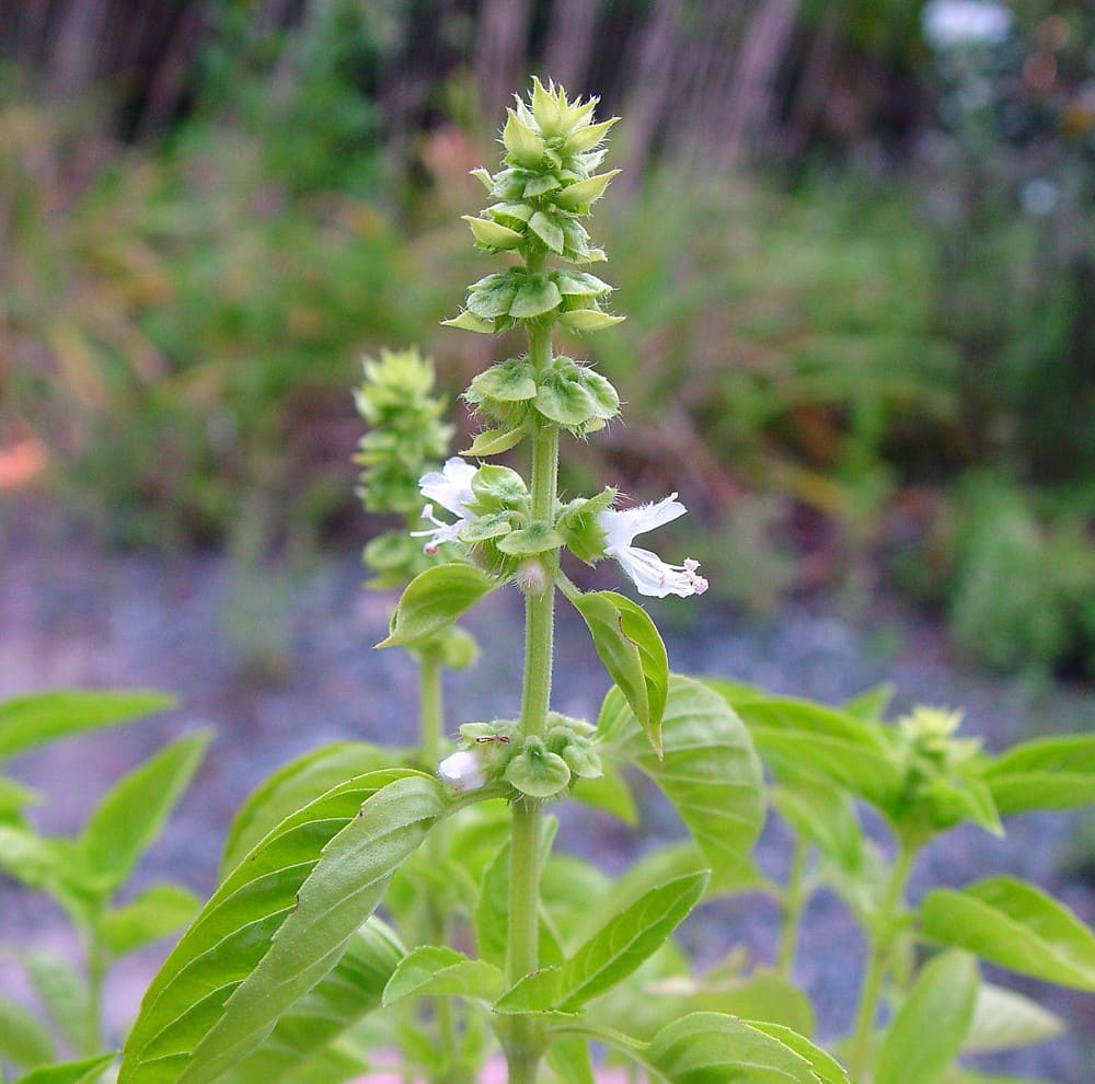 Basil Flowers (Ocimum basilicum)