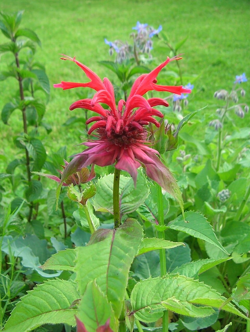 Bee Balm (Monarda didyma)