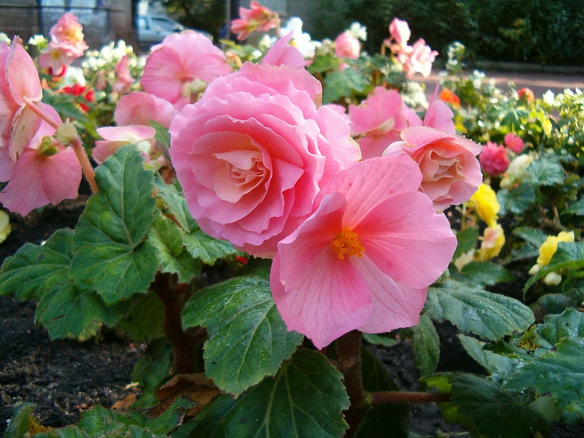 Begonia (Begonia x tuberhybrida)
