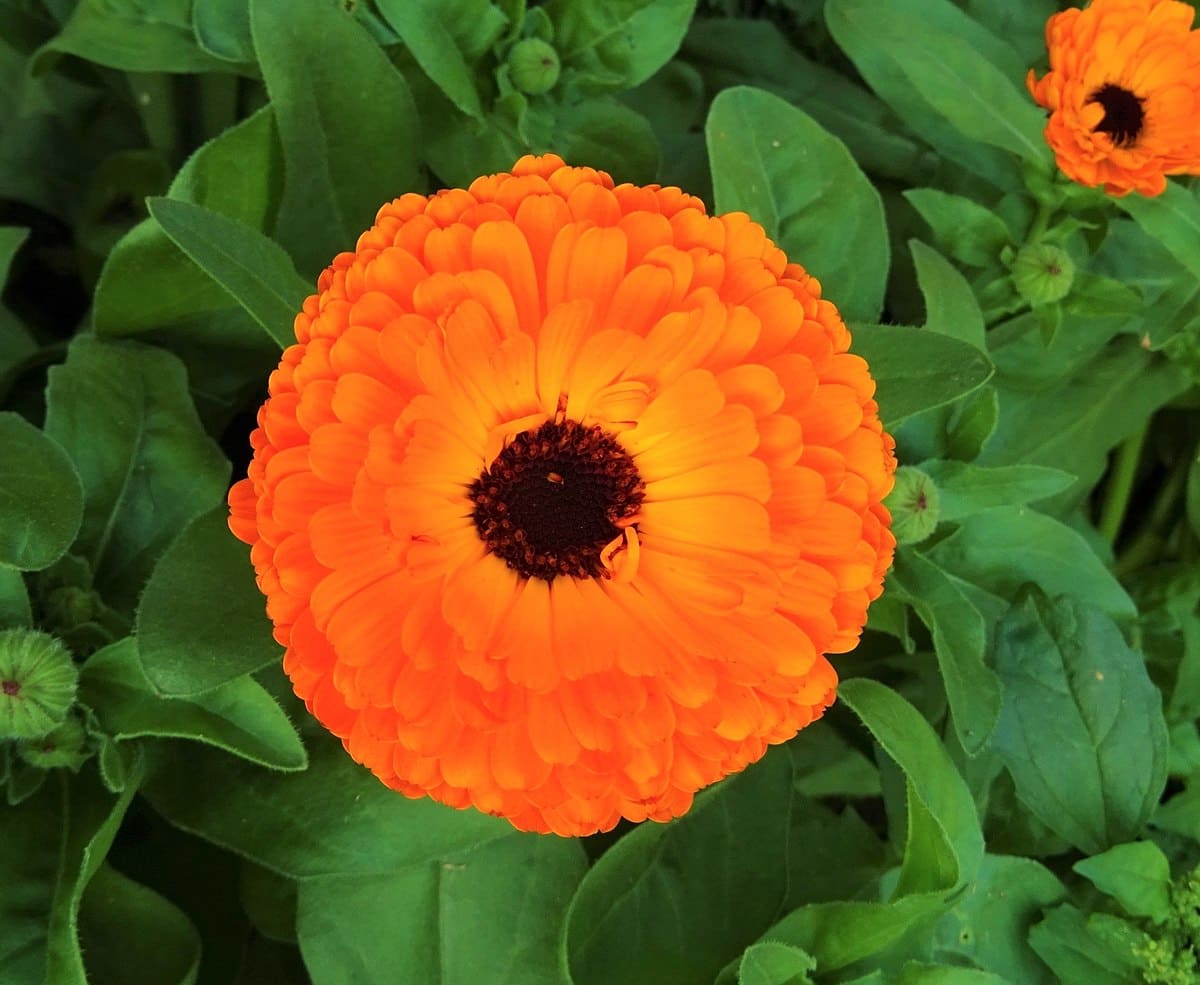 Calendula (Calendula officinalis)