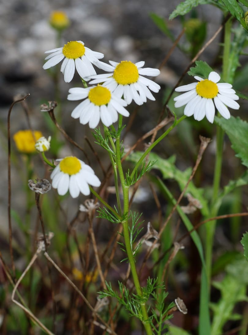 Chamomile (Matricaria chamomilla)
