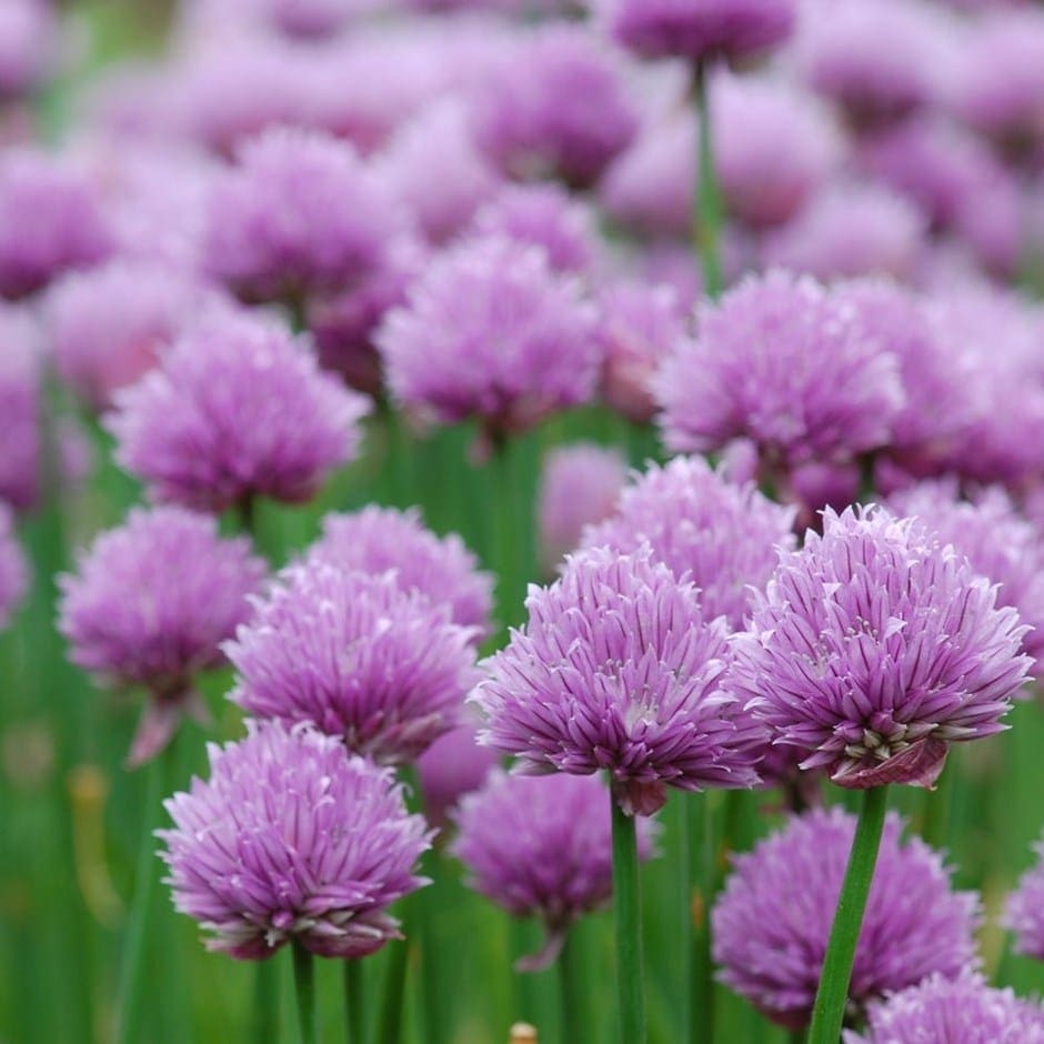 Chive Blossoms (Allium schoenoprasum)