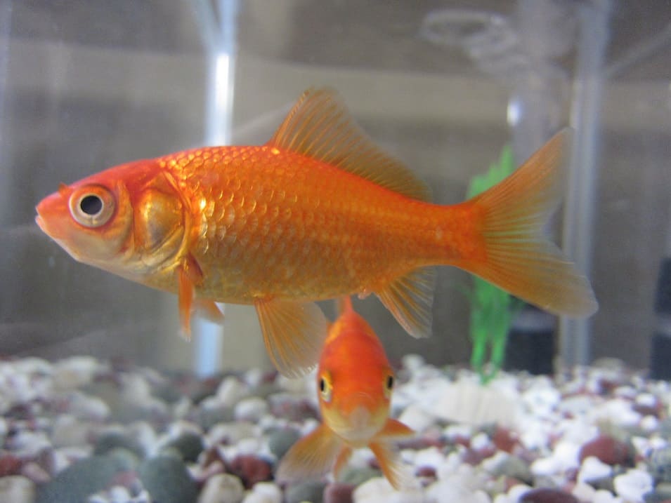 Common goldfish