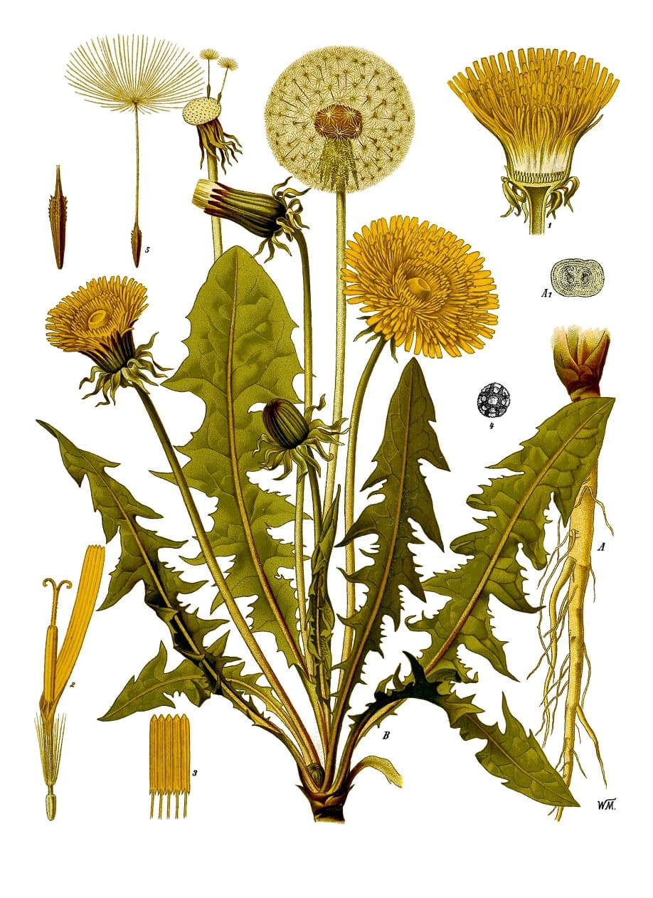 Dandelions (Taraxacum officinale)