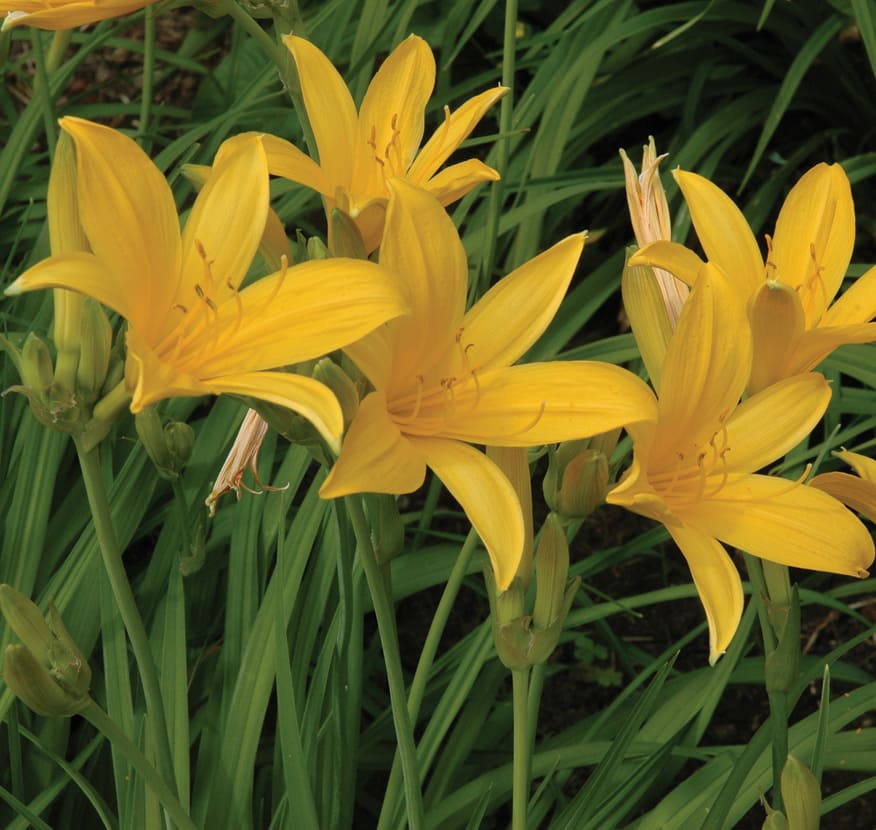 Day Lilies (Hemerocallis species)