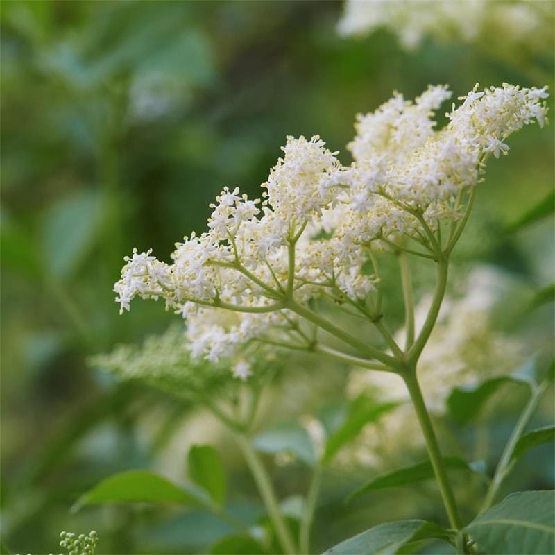 Elderflower (Sambucus nigra)