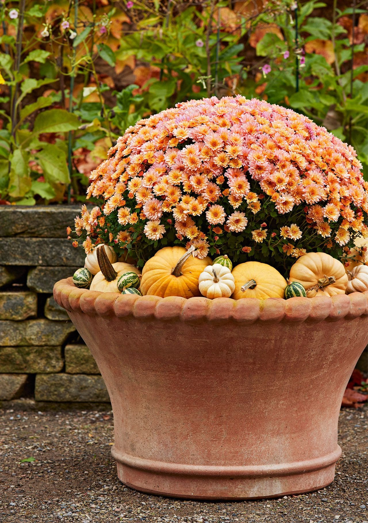 FloristPot Mums