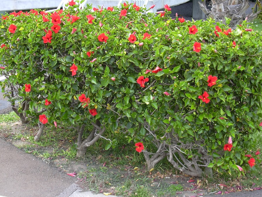Hibiscus (Hibiscus rosa-sinensis)