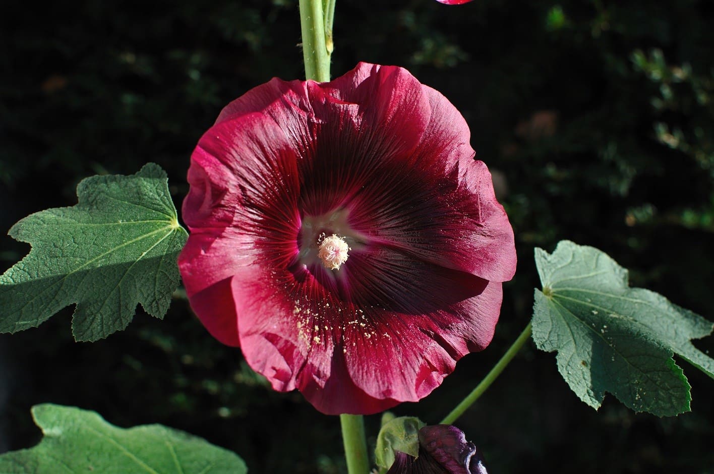 Hollyhocks (Alcea rosea)