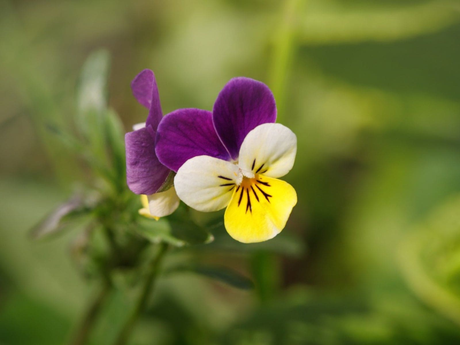 Johnny Jump-Ups (Viola tricolor)