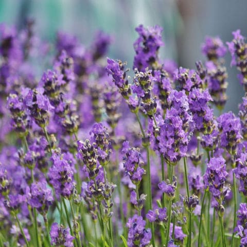 Lavender (Lavandula angustifolia)