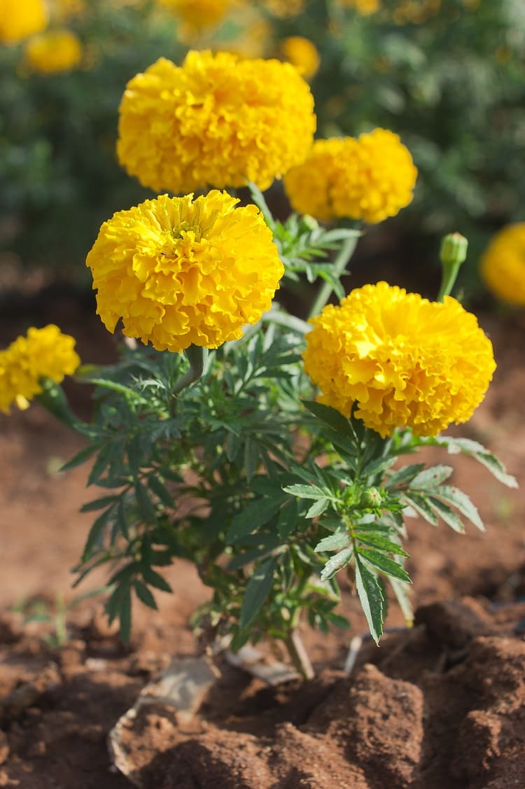 Marigolds (Tagetes species)