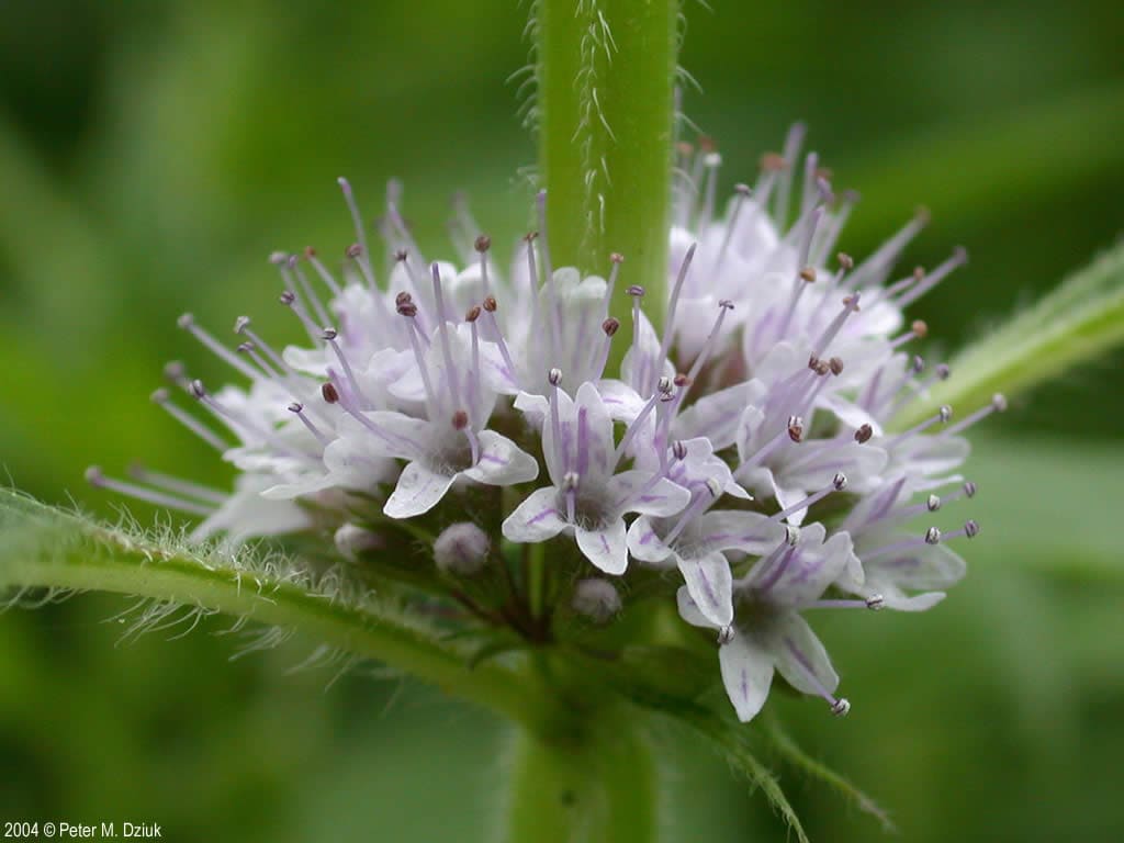 Mint Flowers (Mentha species)