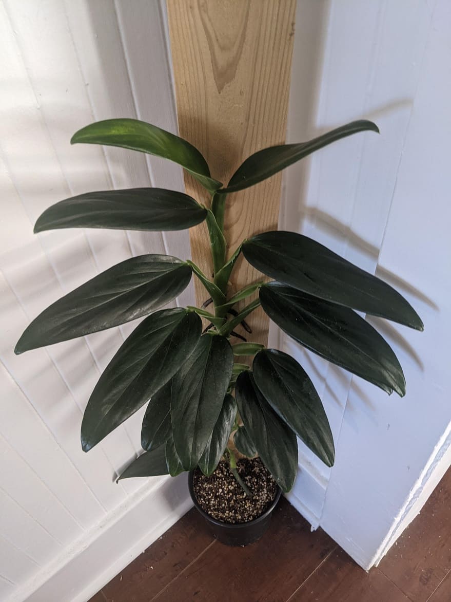 Monstera Standleyana As a Climbing Specimen