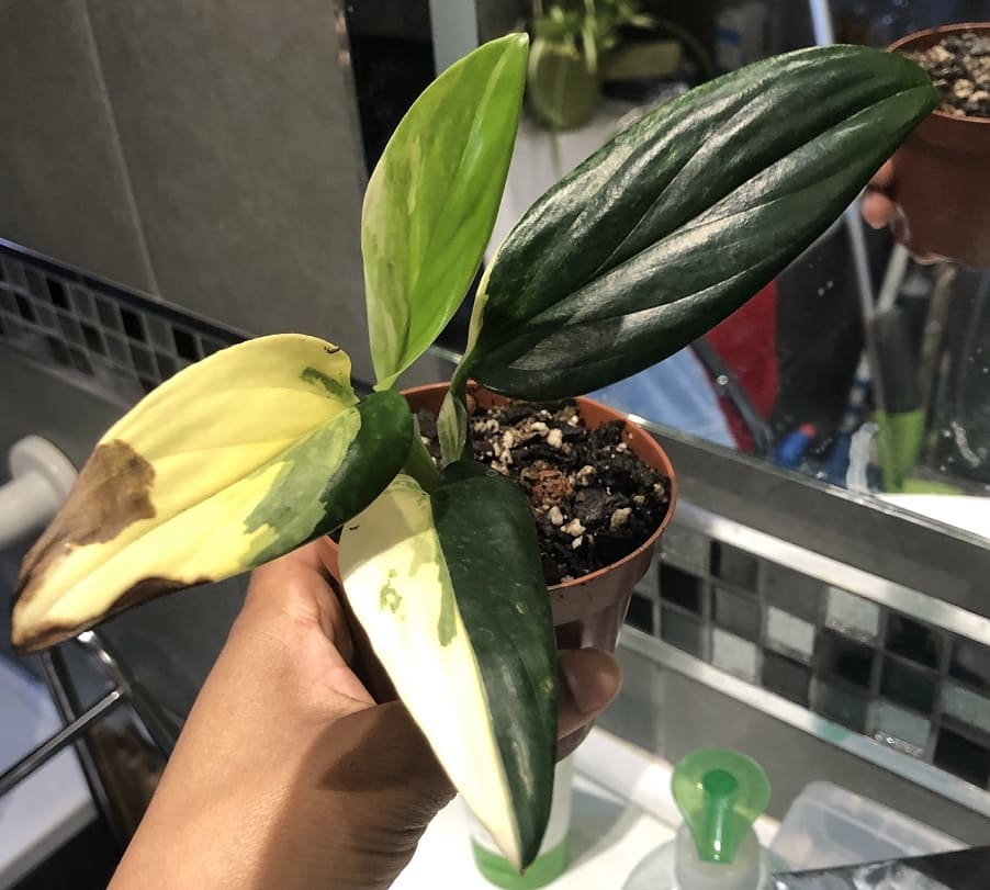 Monstera Standleyana Browning Variegated Areas