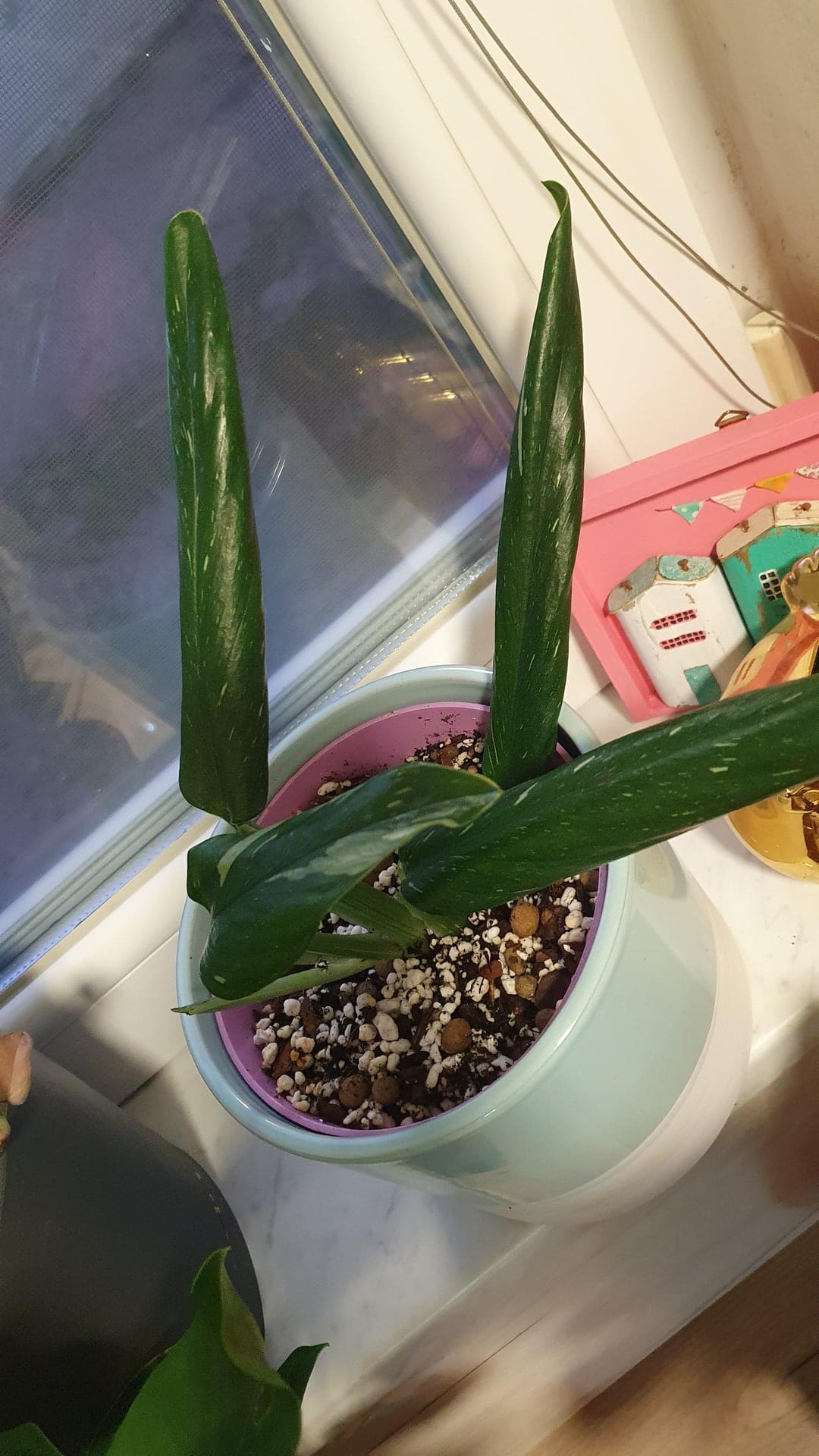 Monstera Standleyana Curling Leaves