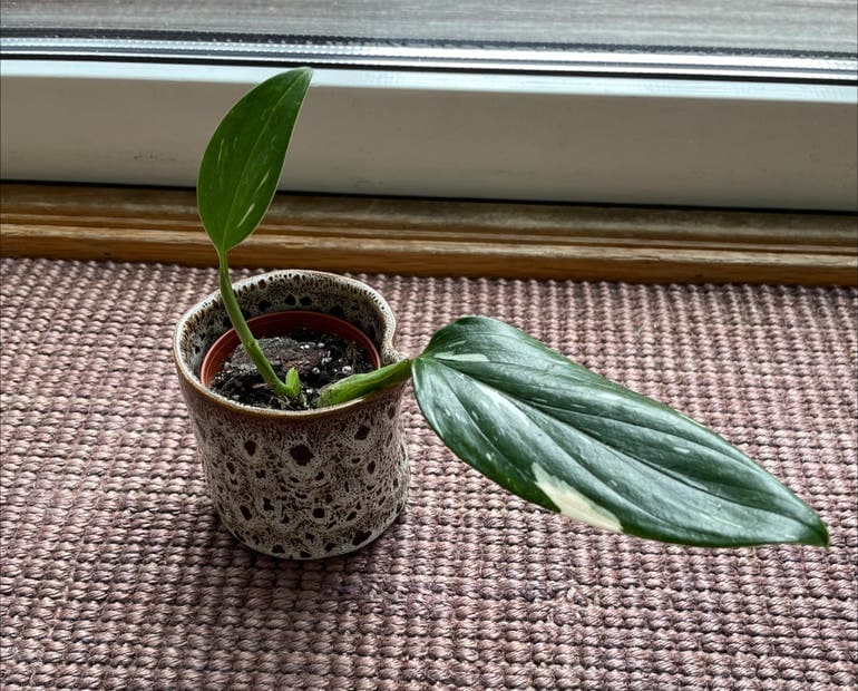 Monstera Standleyana repotting