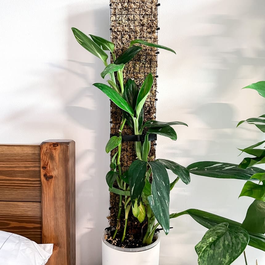 Monstera Standleyana support and training