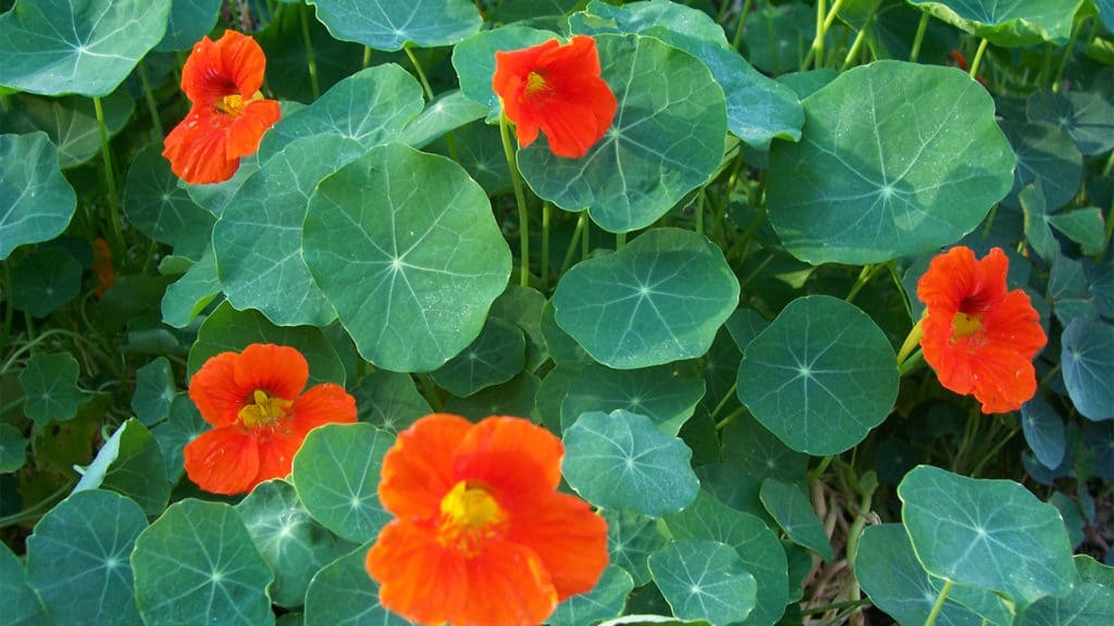 Nasturtiums (Tropaeolum majus)