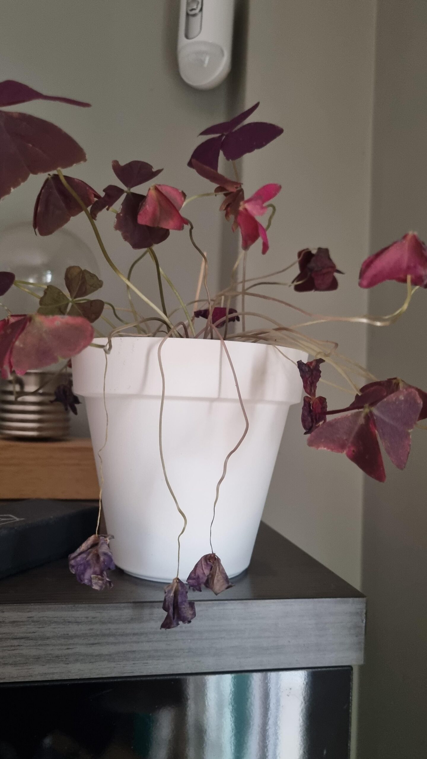 Oxalis Dormancy Signs