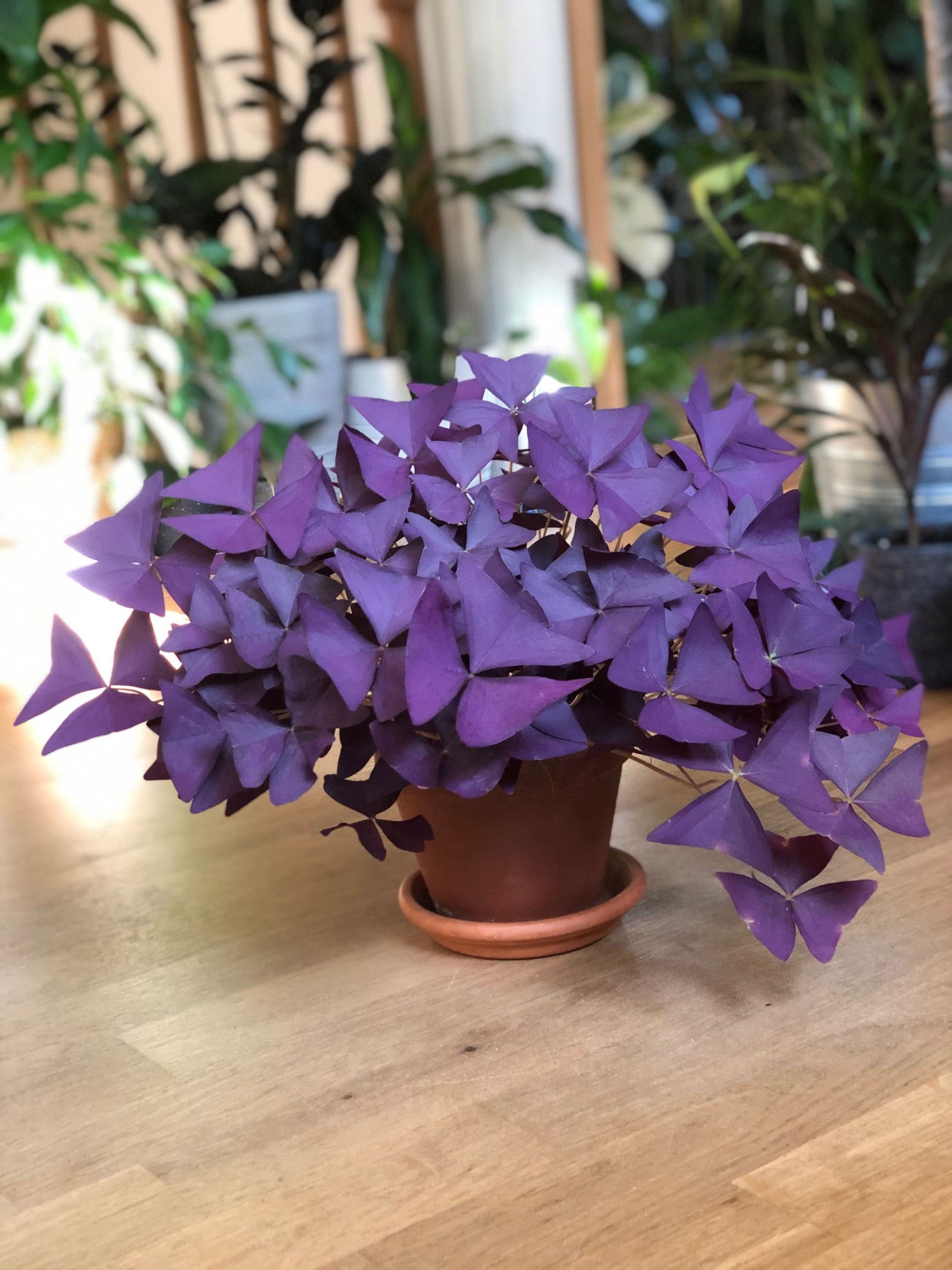Oxalis Triangularis