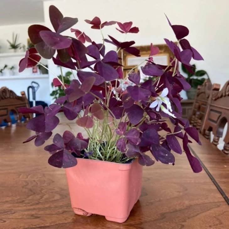 Oxalis triangularis Light Requirements