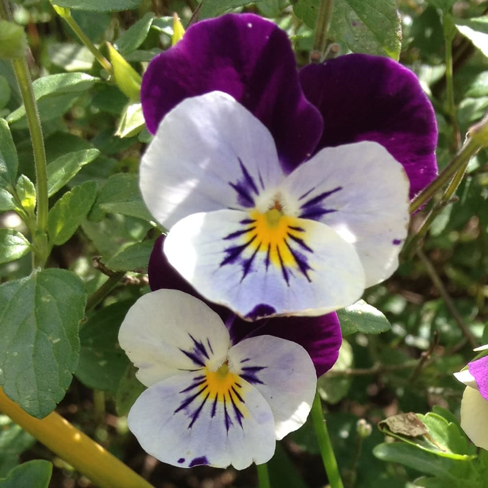 Pansies and Violas (Viola species)