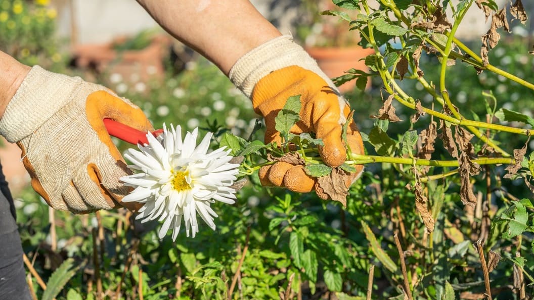 Pot Mums Deadheading