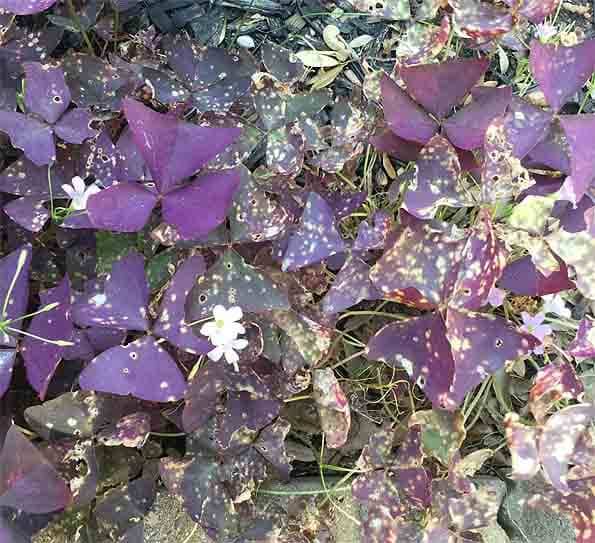 Powdery Mildew