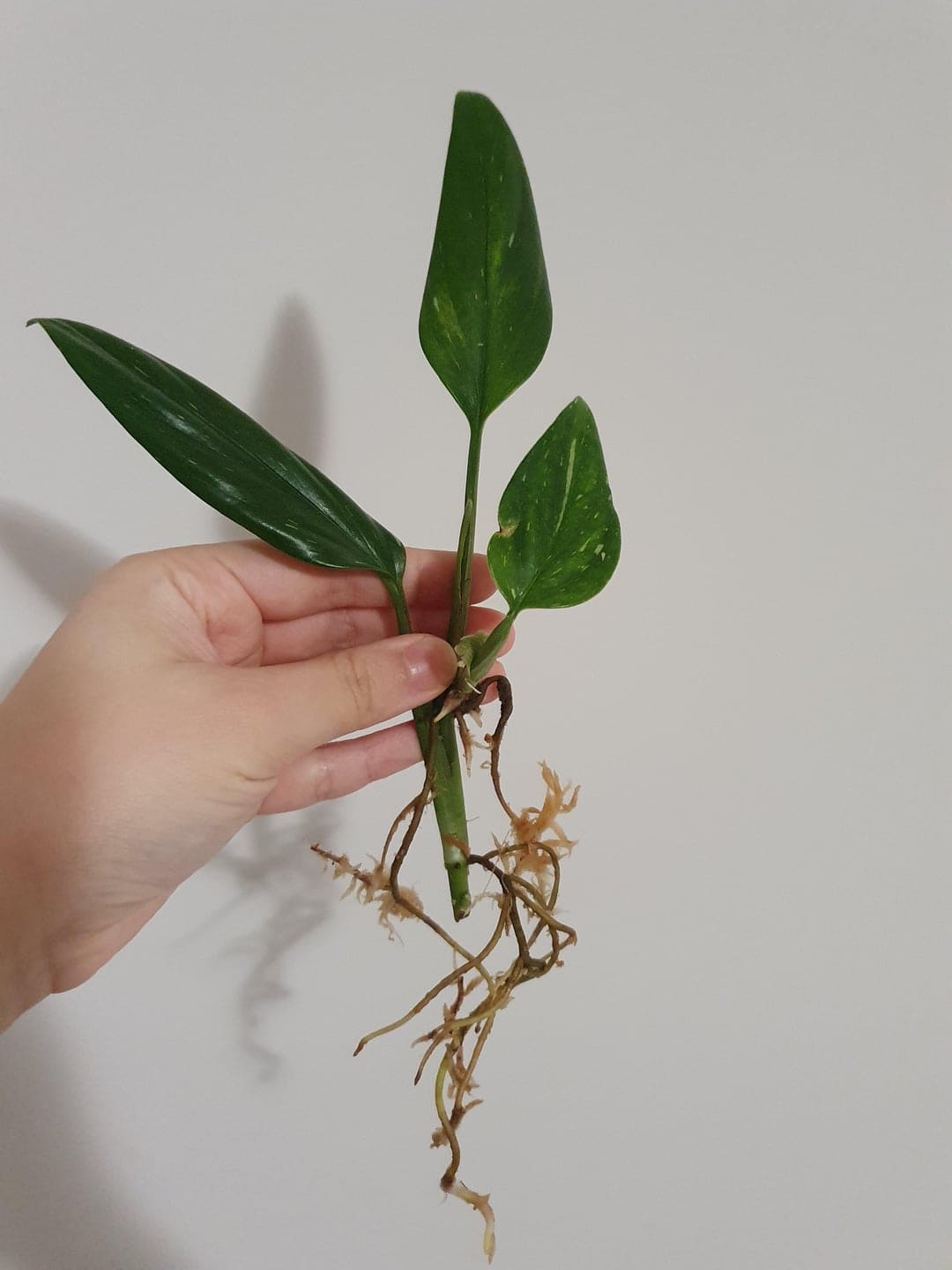 Propagating Monstera Standleyana