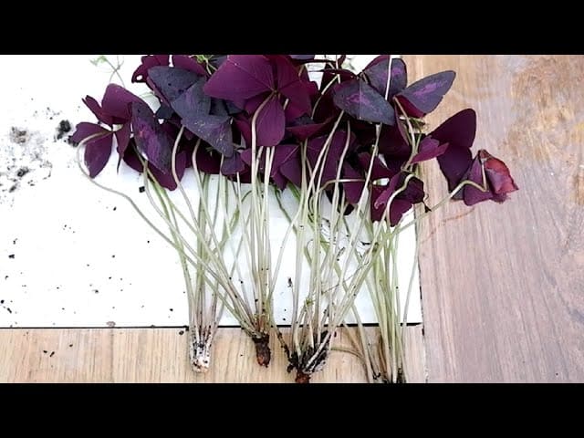 Propagating Oxalis triangularis