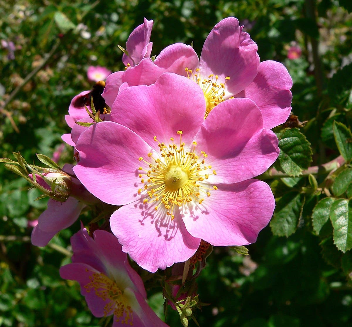 Rose Petals (Rosa species)