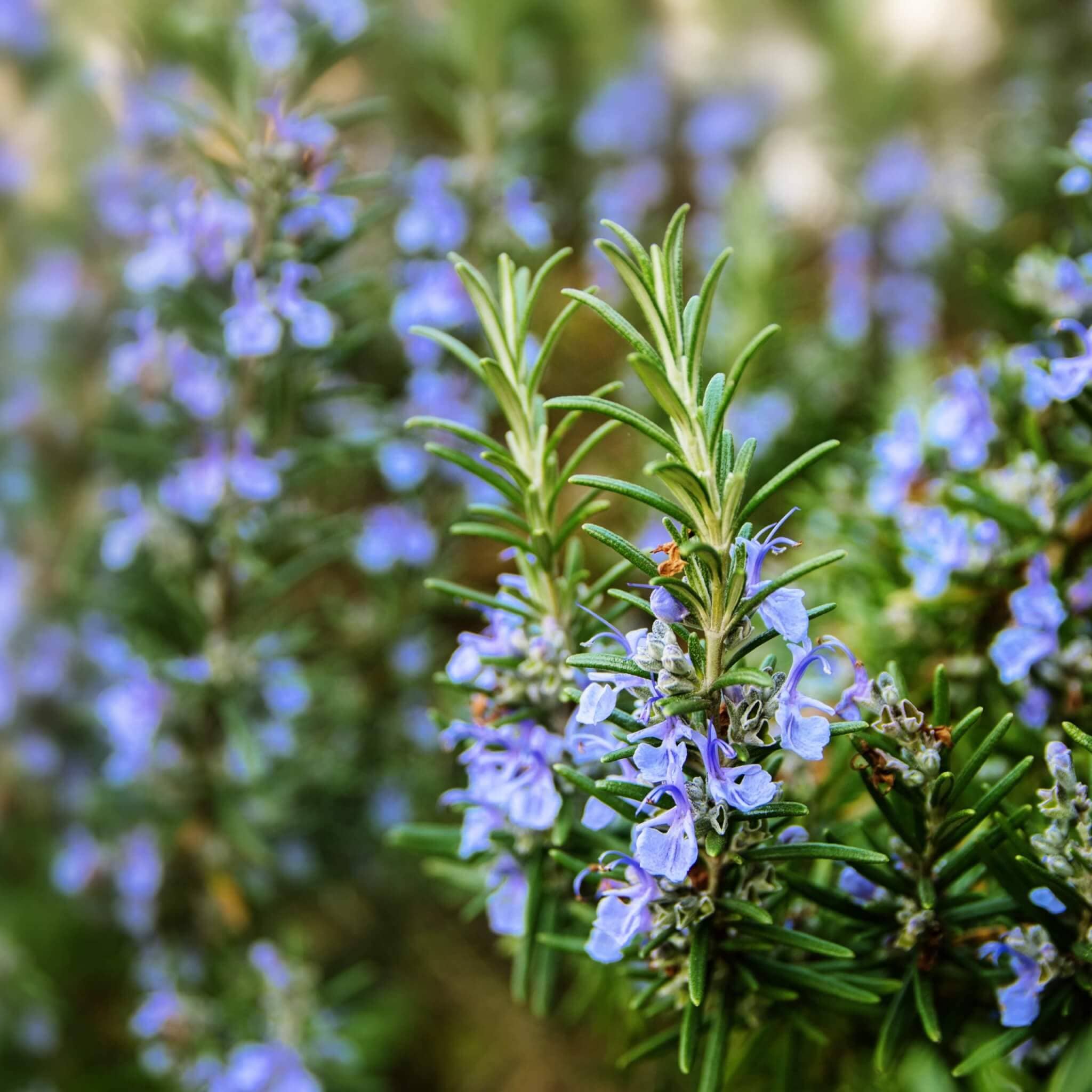 Rosemary Flowers (Rosmarinus officinalis)