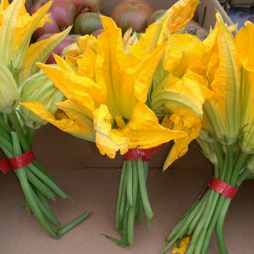 Squash Blossoms (Cucurbita species)
