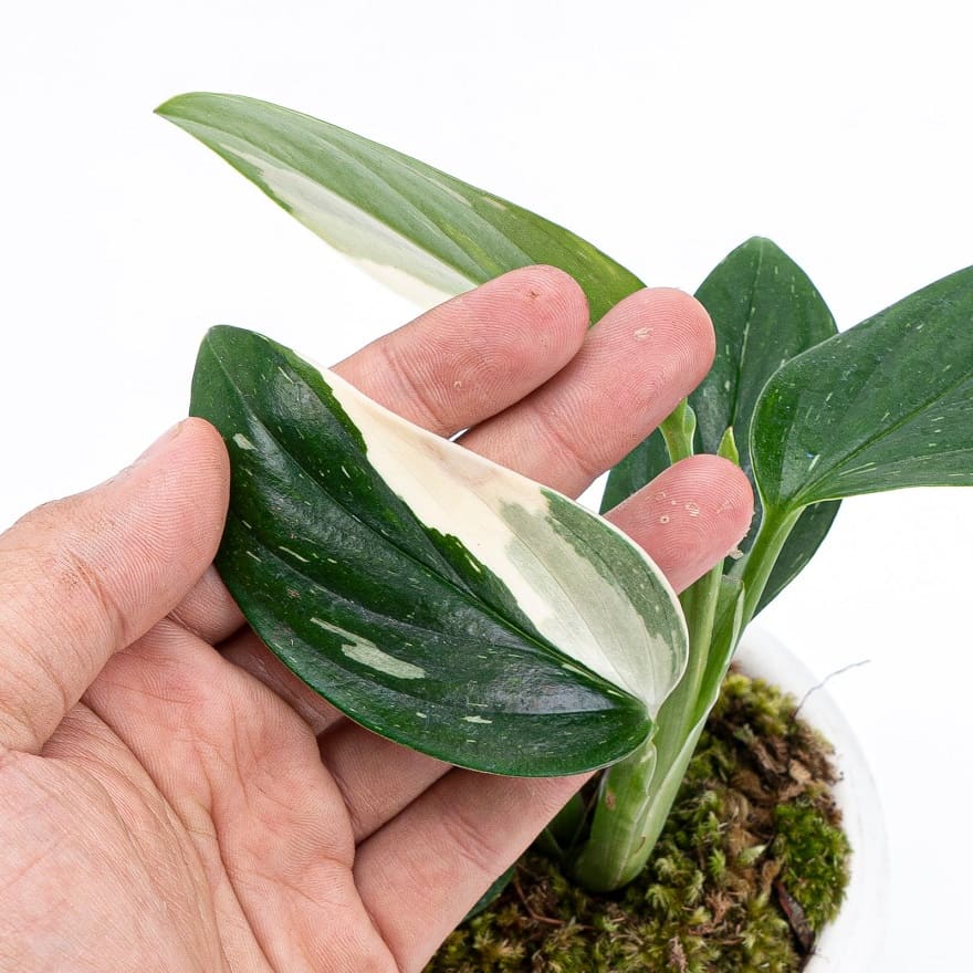 Standleyana leaves