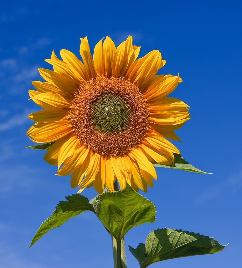 Sunflowers (Helianthus annuus)