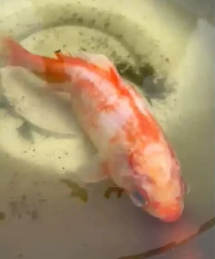 The 32-Year-Old Rain Barrel Goldfish