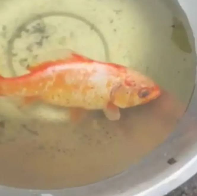The 32-Year-Old Rain Barrel Goldfish
